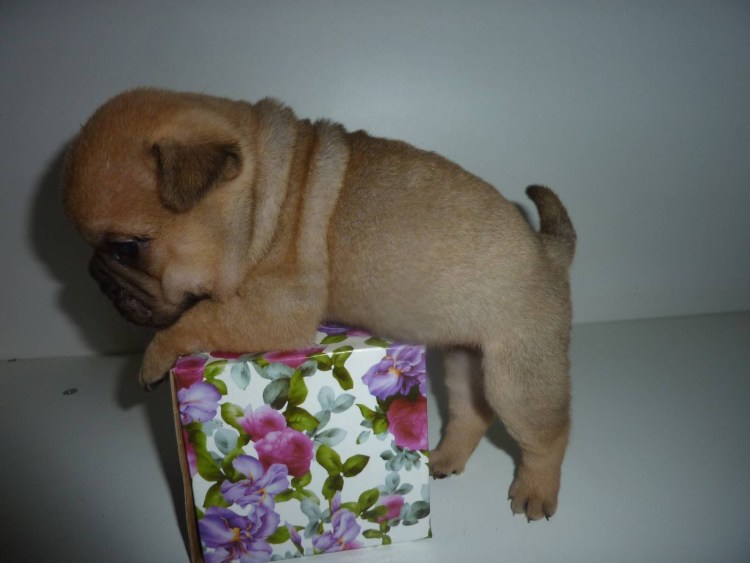 Шарпей белый