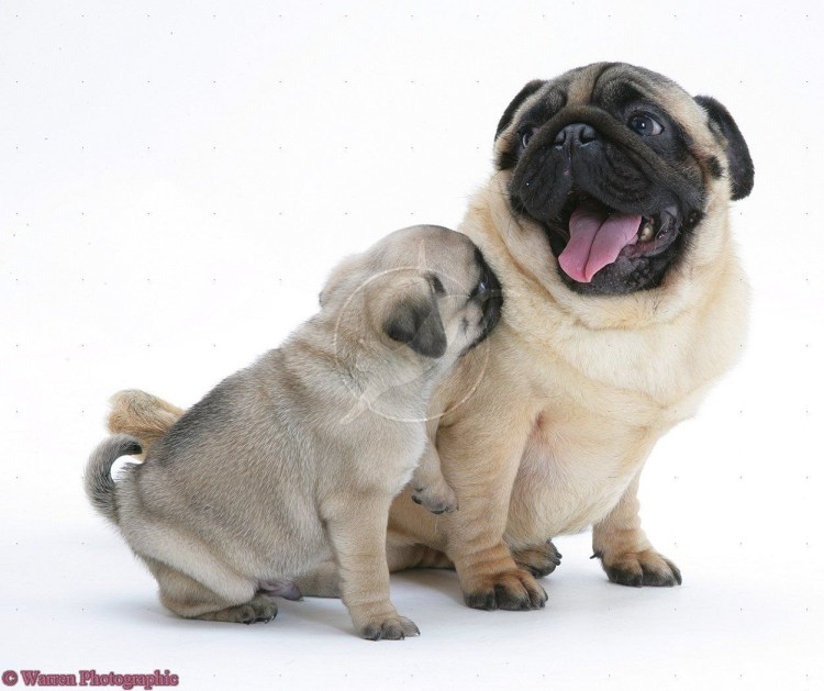 Мопс кобель