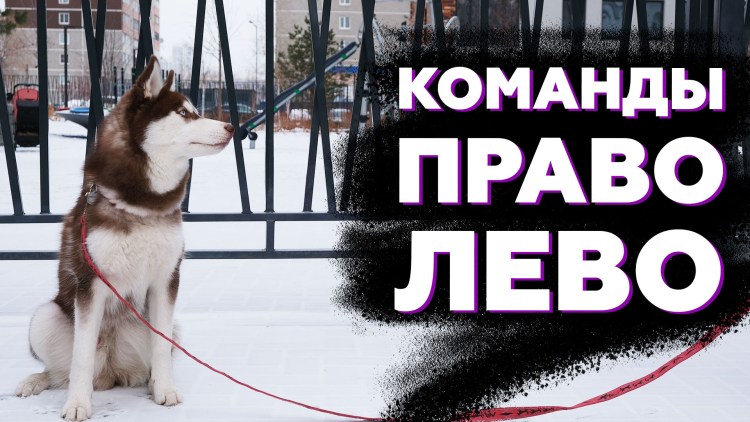 Школа для собак