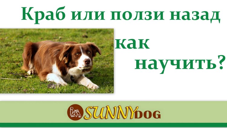 Советы начинающим собачникам