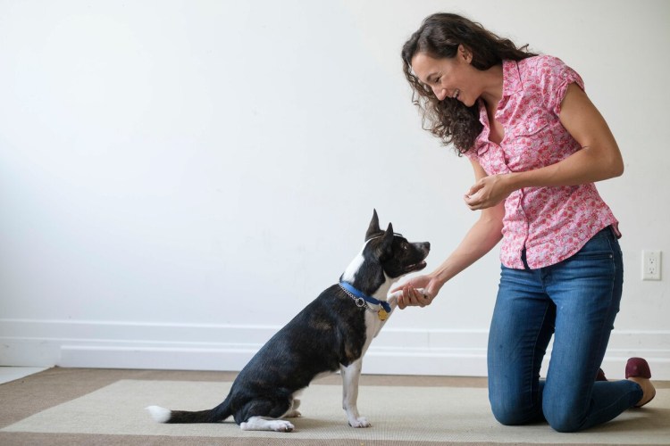 Команда лежать для собак