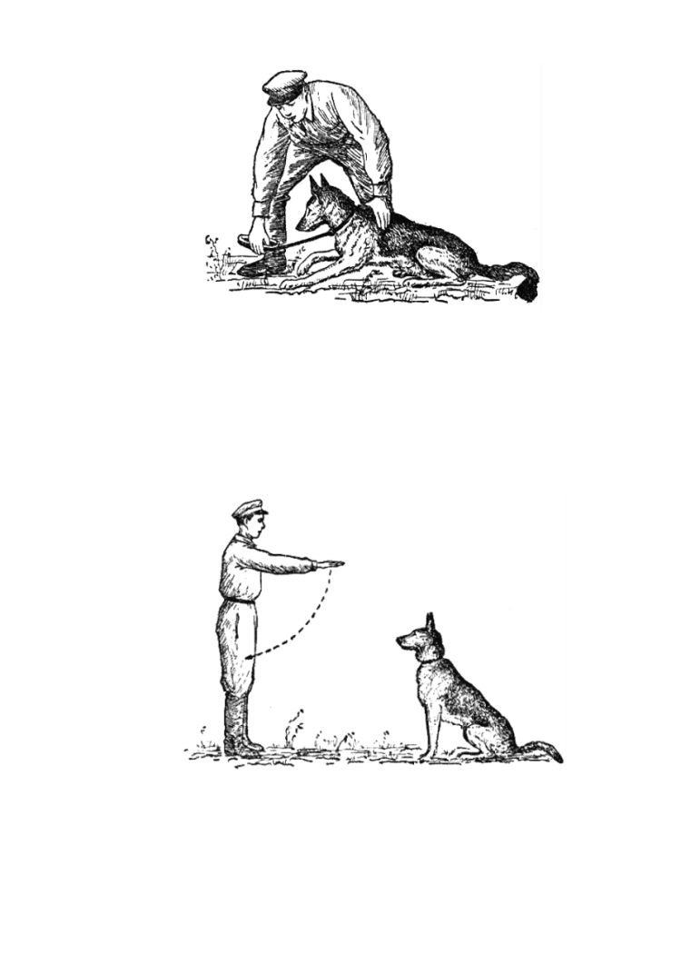 Вкусопоощрительный метод дрессировки собак