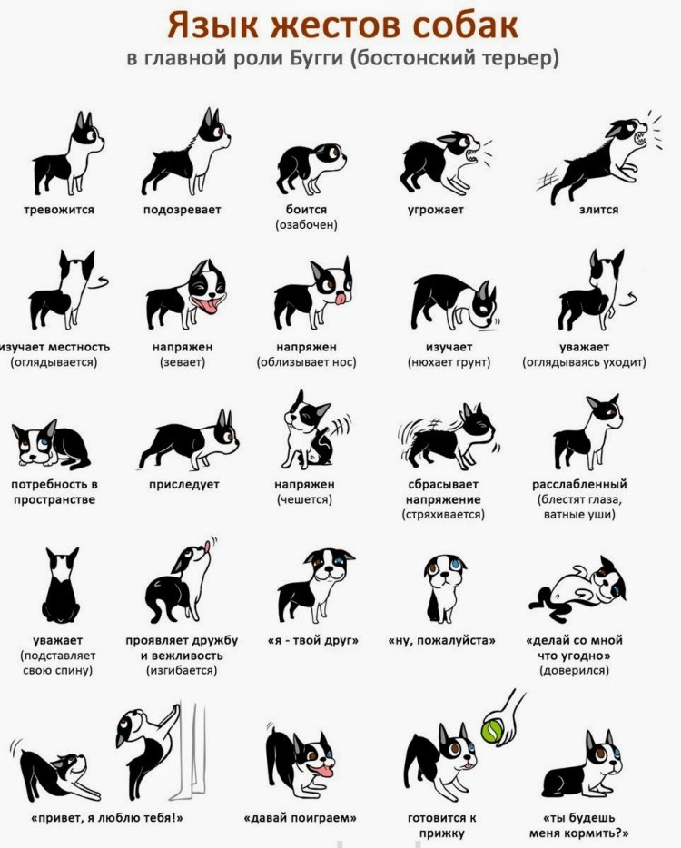 Прикольные команды для собак