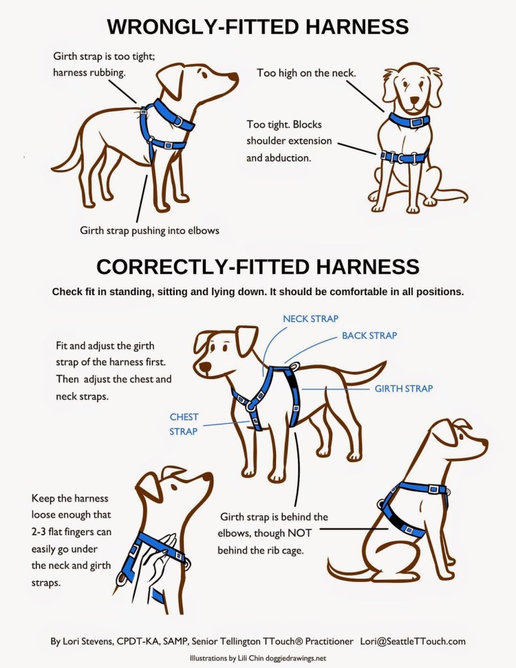 Маленькая лаки Сибирский хаски Джесси и Байкал