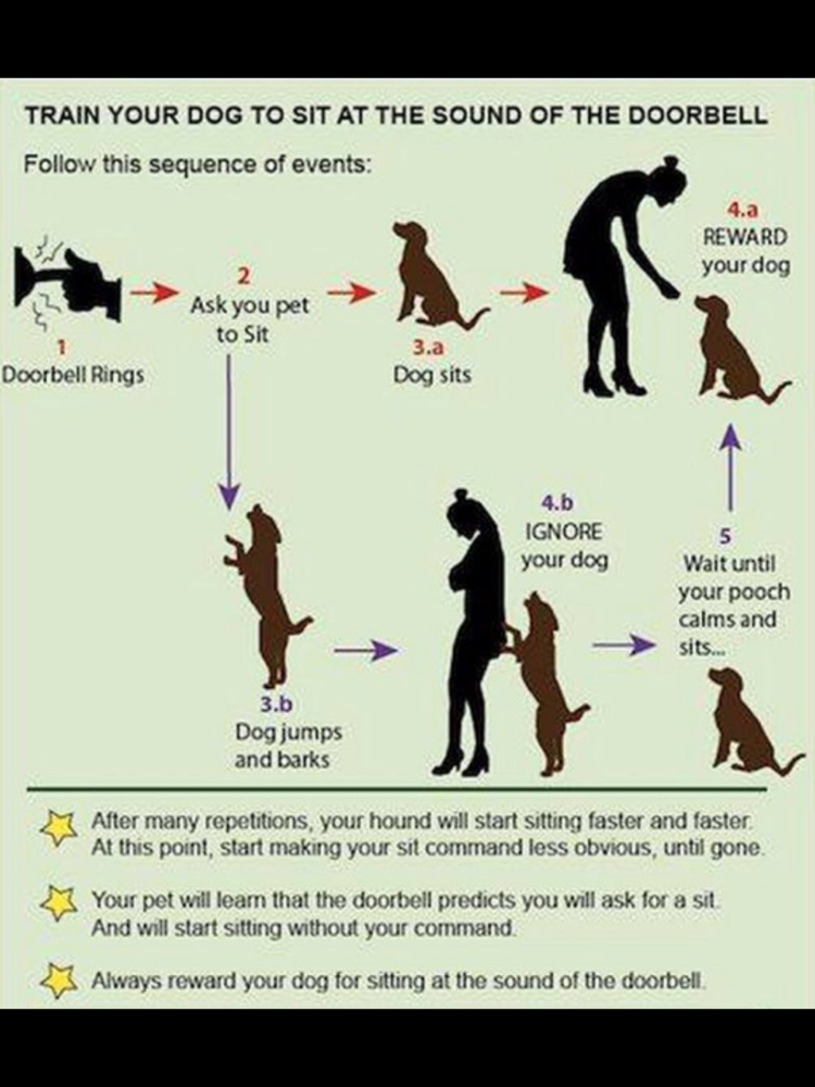 Команда сидеть для собаки