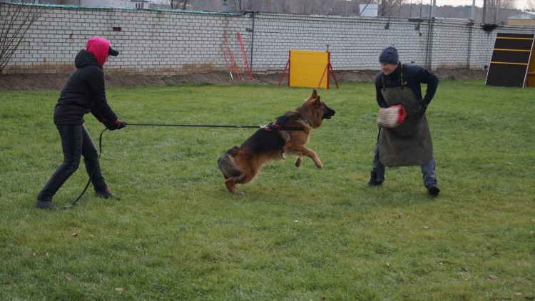 Язык тела собаки