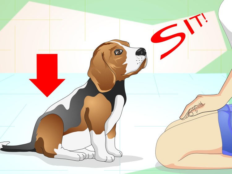 Приученные собаки