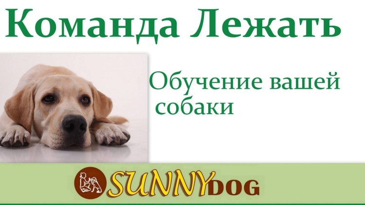 Собака выполняет команду сидеть