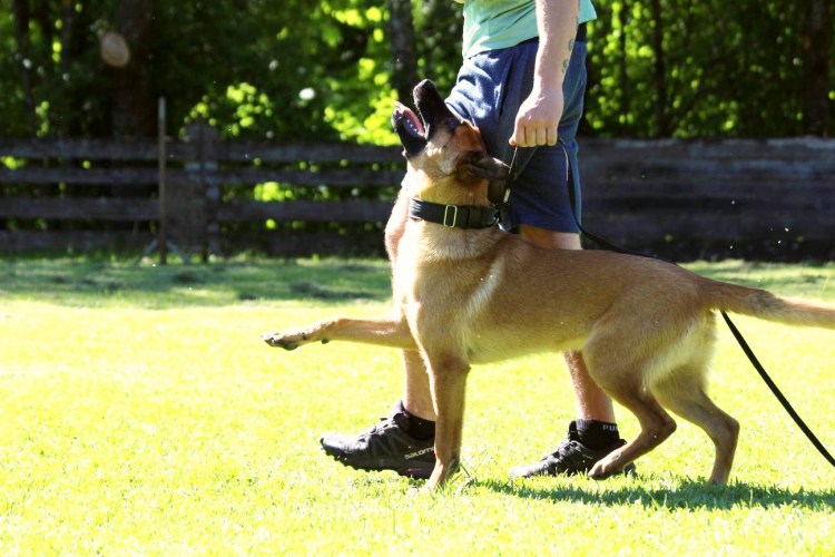 Чёрная немецкая овчарка дрессировка