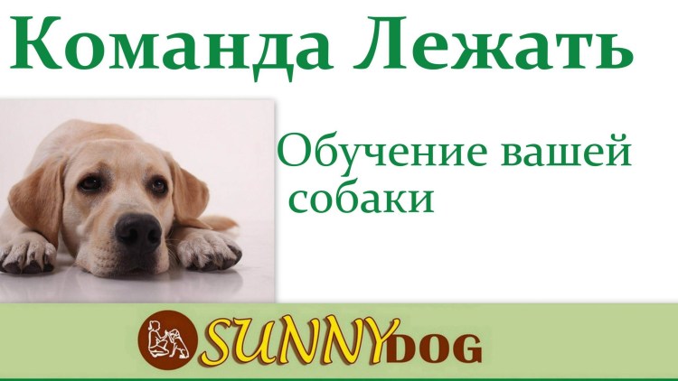 Воспитание собаки