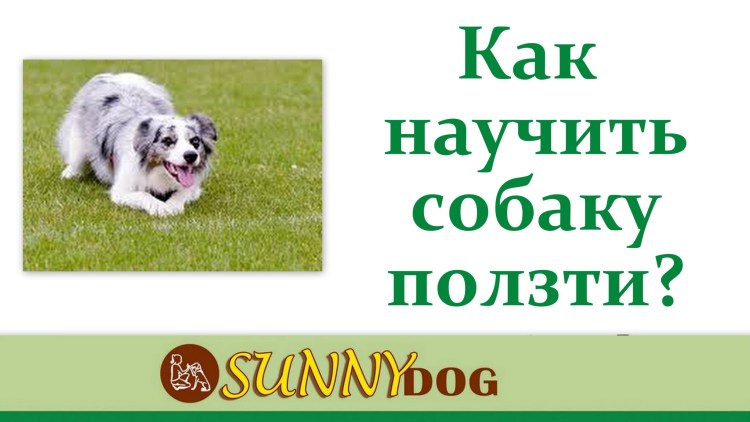 Научить собаку команде сидеть