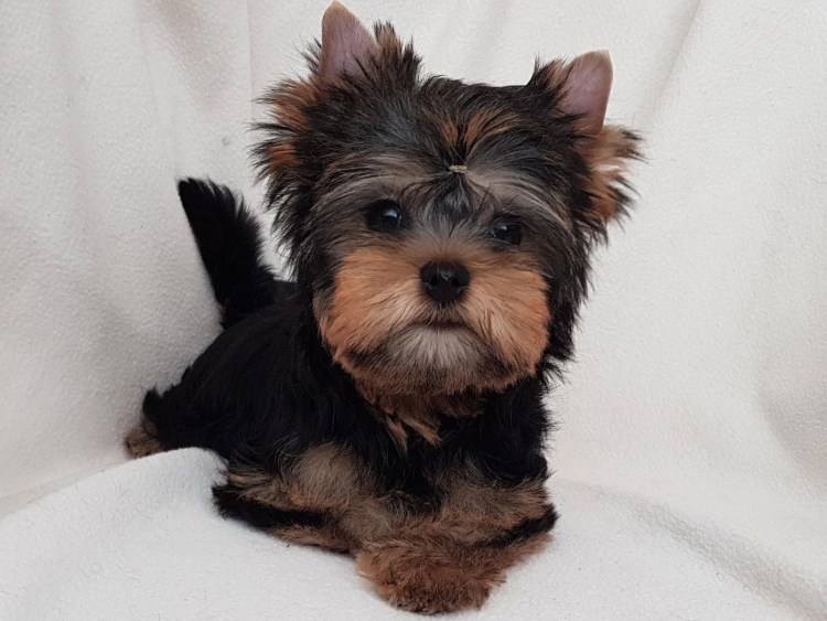 Йоркширский терьер стандарт стрижки