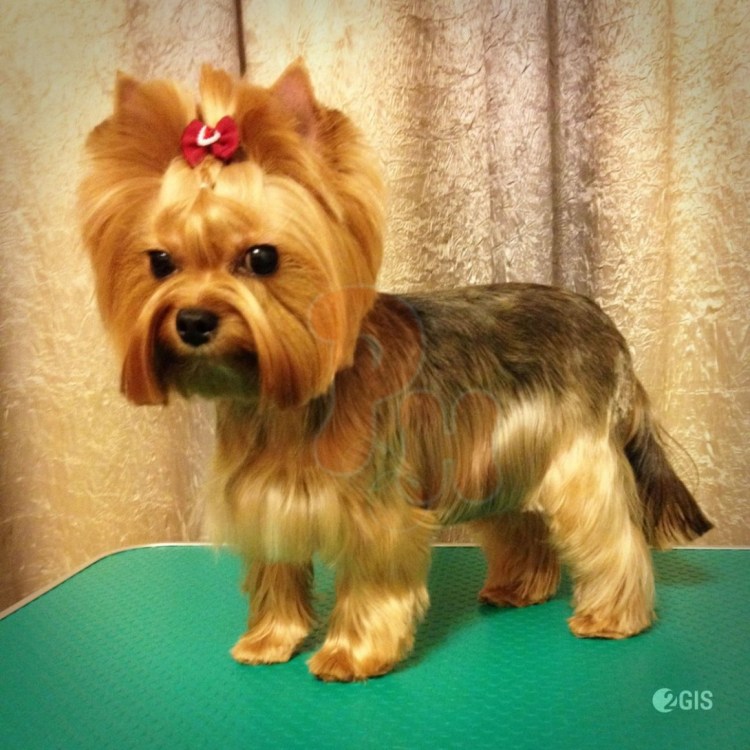 Йоркширский терьер мальчик