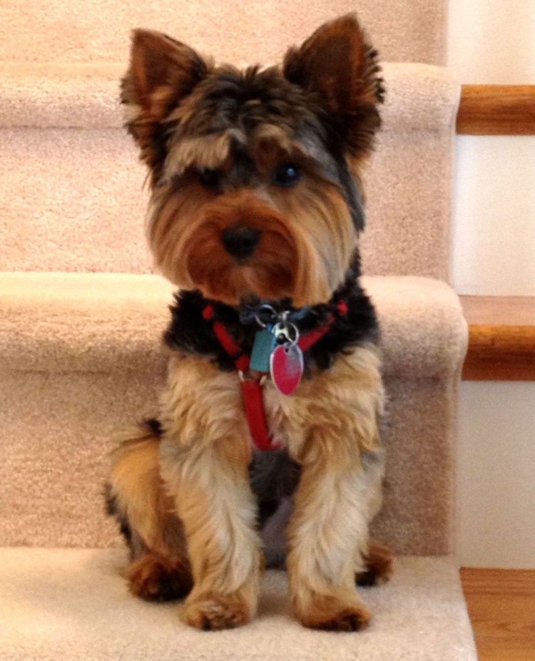 Йоркширский терьер Каскад