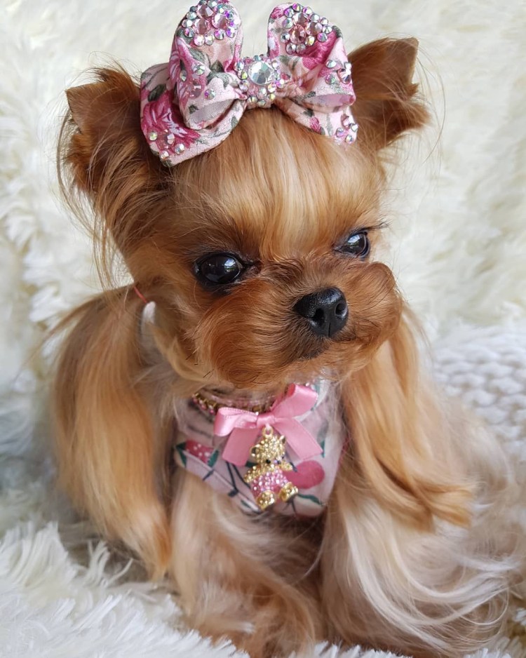 Йоркширский терьер стрижка под щенка