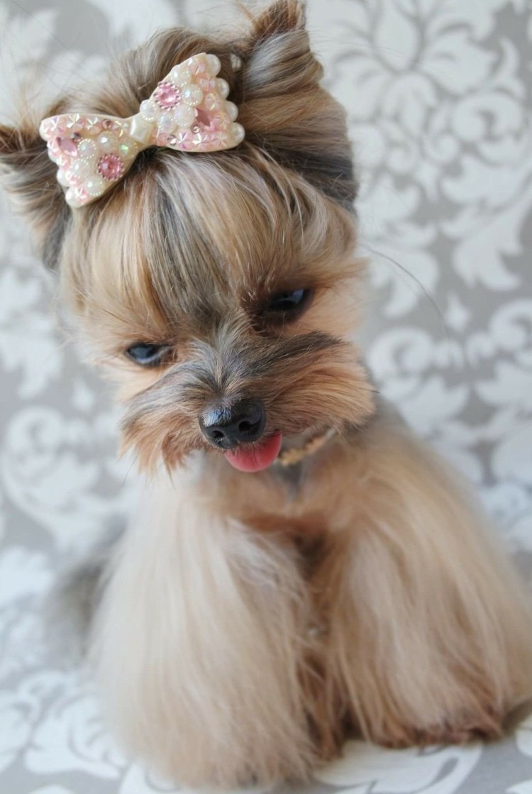 Подстрижка йоркширского терьера