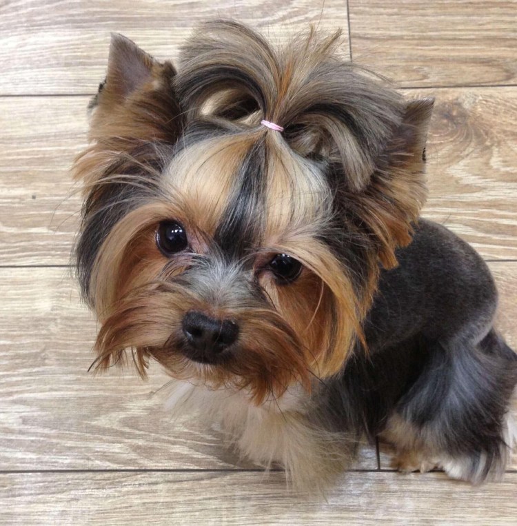 Стрижки мини йорков девочек