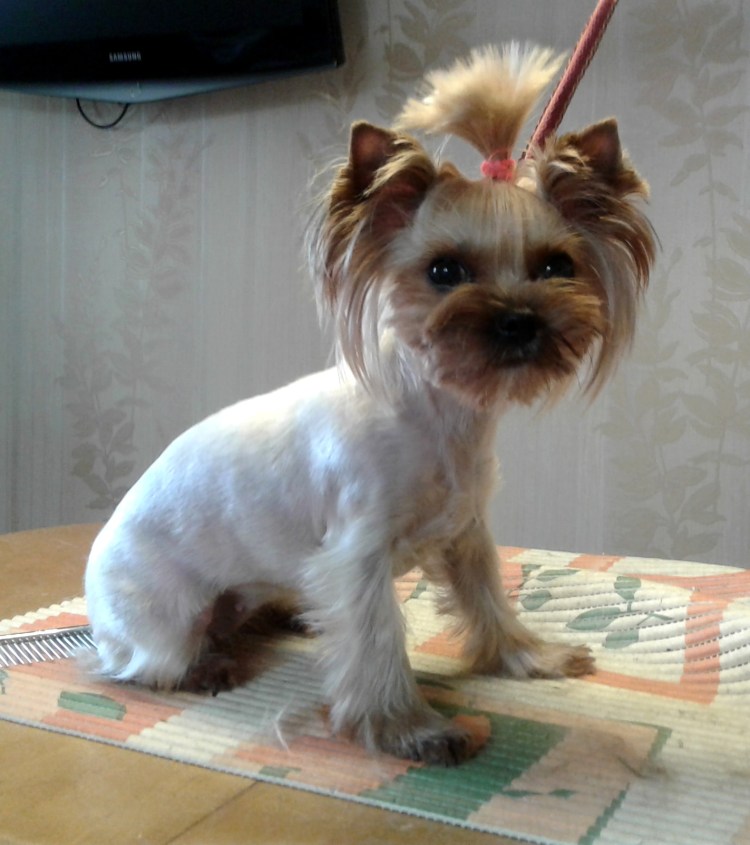 Йоркширский терьер стандарт стрижки