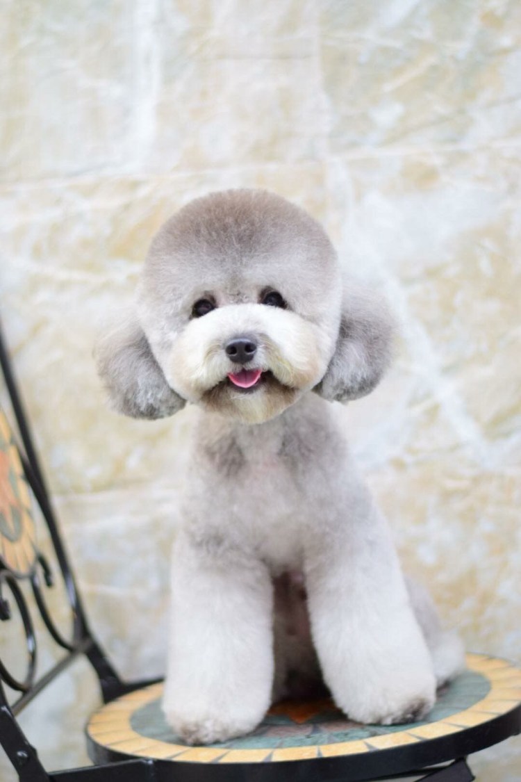 Нестриженый карликовый пудель