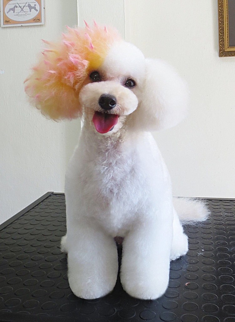 Бишон фризе стрижка Азия