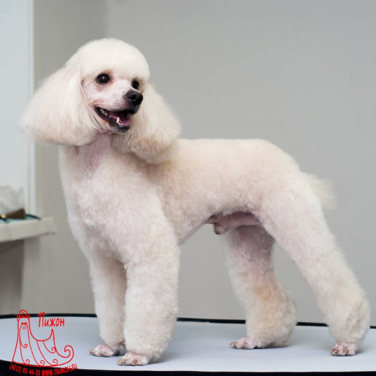 Пудель Арлекин стрижка