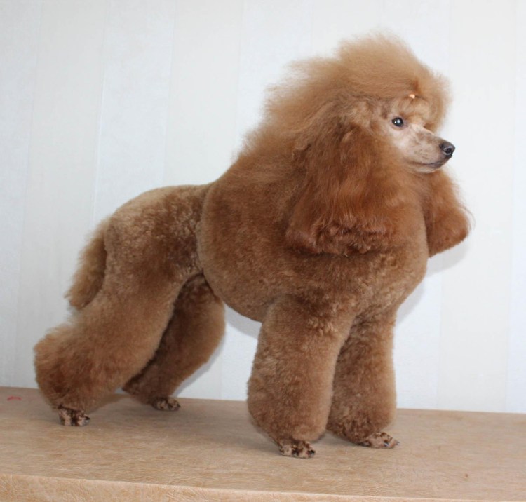 Пудель Бишон фризе