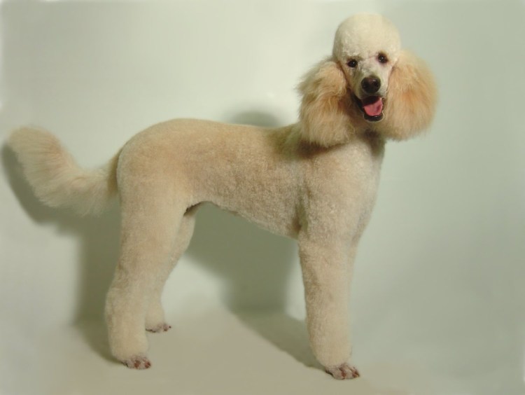 Корейская стрижка пуделя