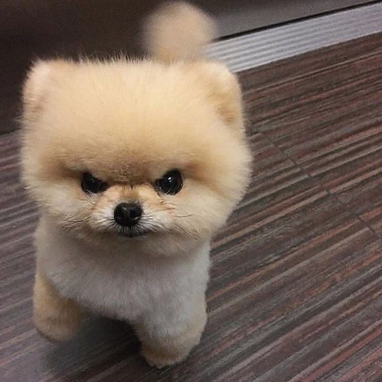 Злой померанский шпиц