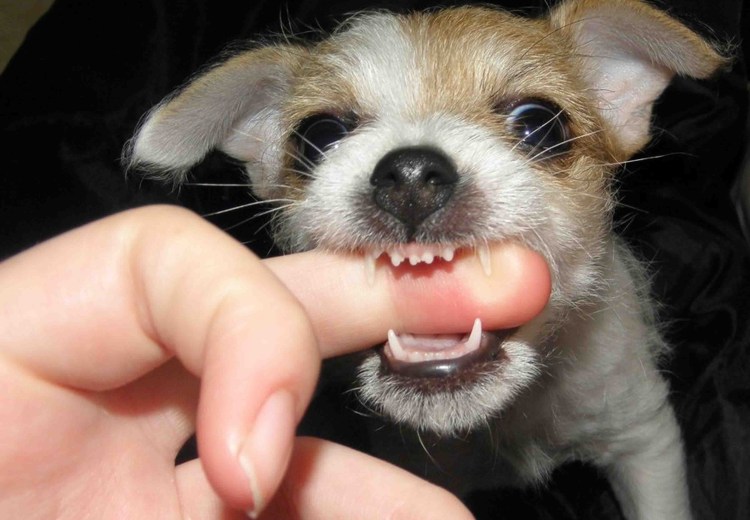 Сердитый шпиц