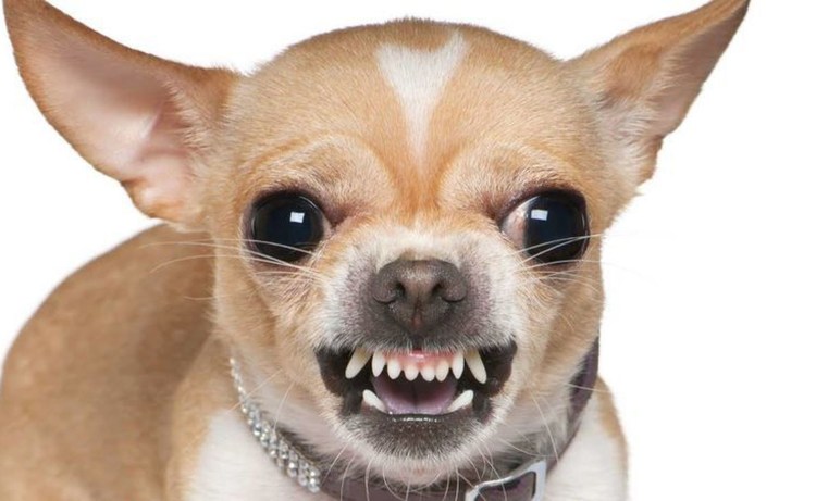 Псина чихуахуа злая