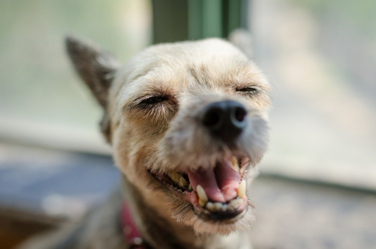 Чихуахуа бо бо