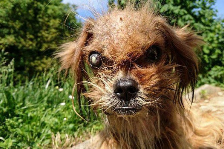 Чихуахуа Хуа злая