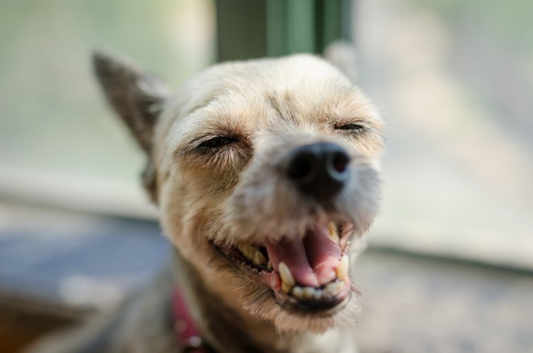 Померанский шпиц сердитый