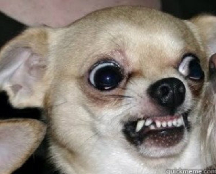 Русская чихуахуа