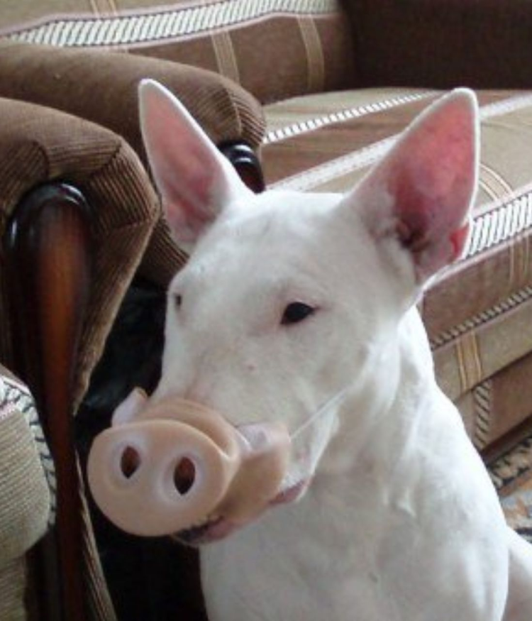 Собака похожаяга свинью