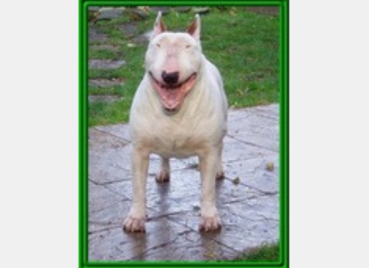 Собака похожая на свинью порода