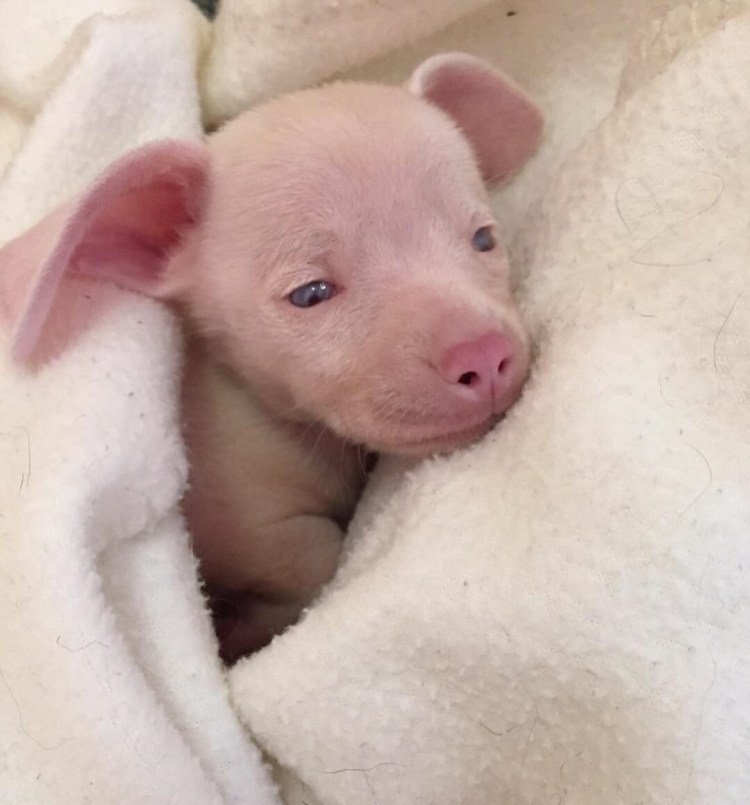 Собака похожая на хрюшку