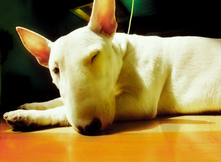 Собака бультерьер