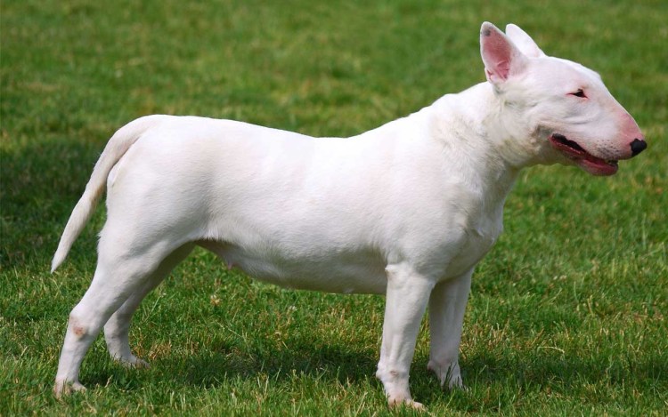 Порода бультерьер