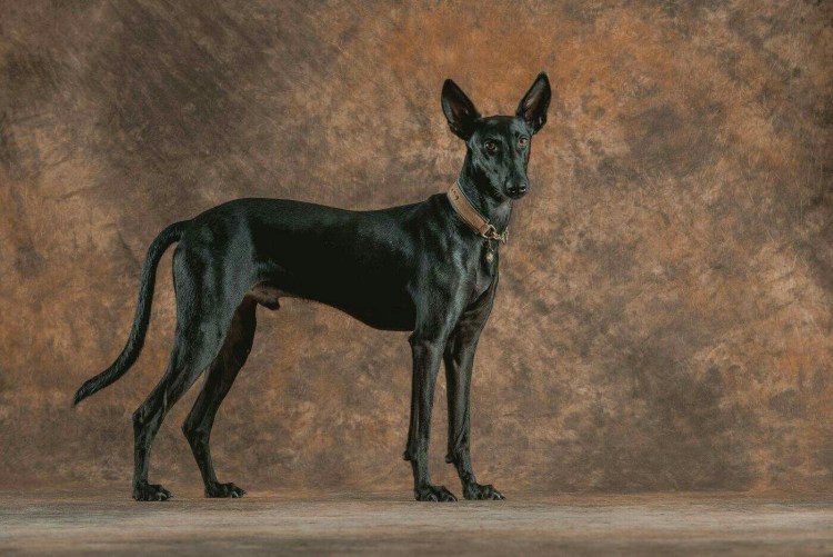 Поденко Канарио собака