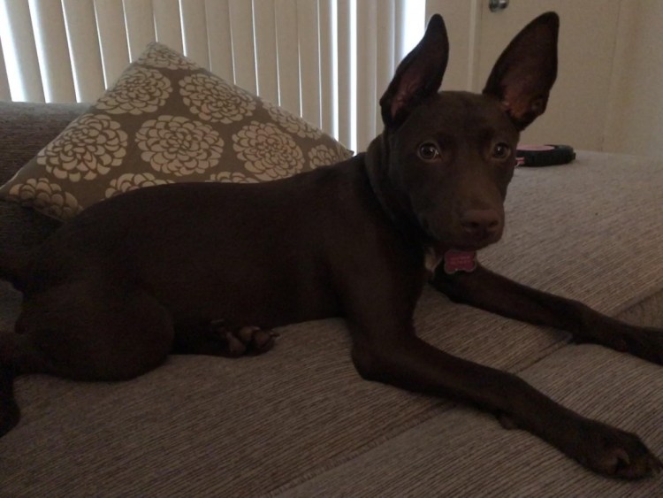 Фараонова собака и риджбек