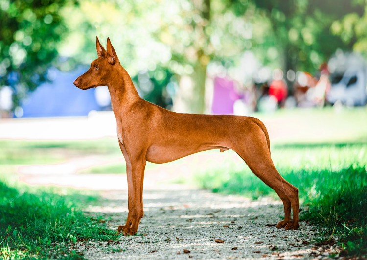 Фараонова собака черная Фараонова собака