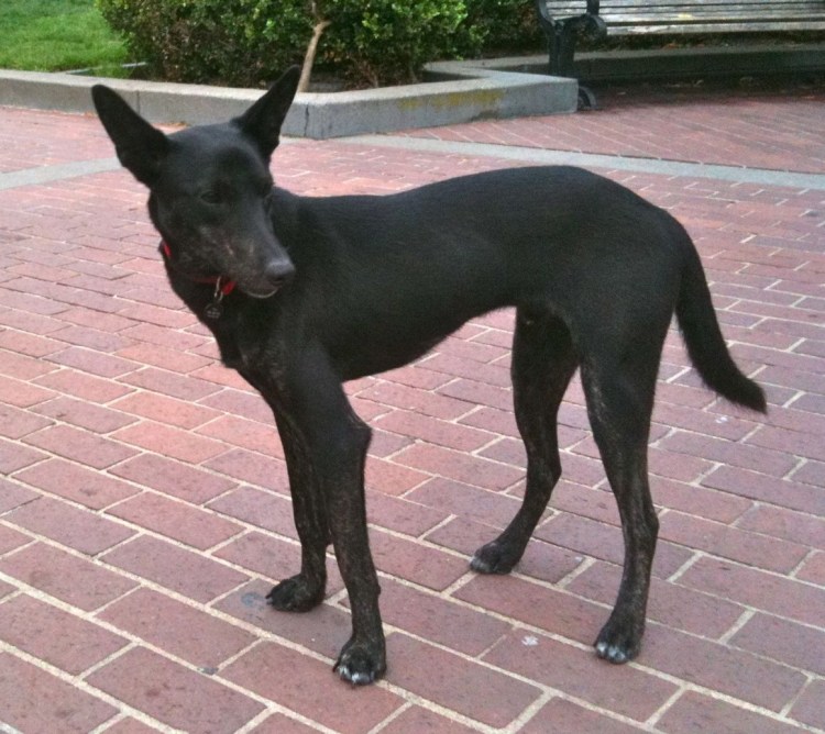 Египетская фараонская собака чёрная