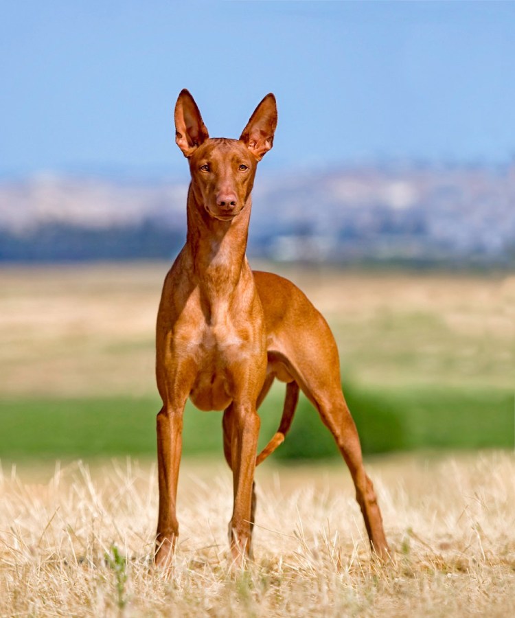 Фараонова собака