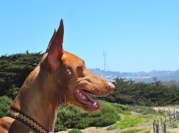 Порода собак Фараонова собака