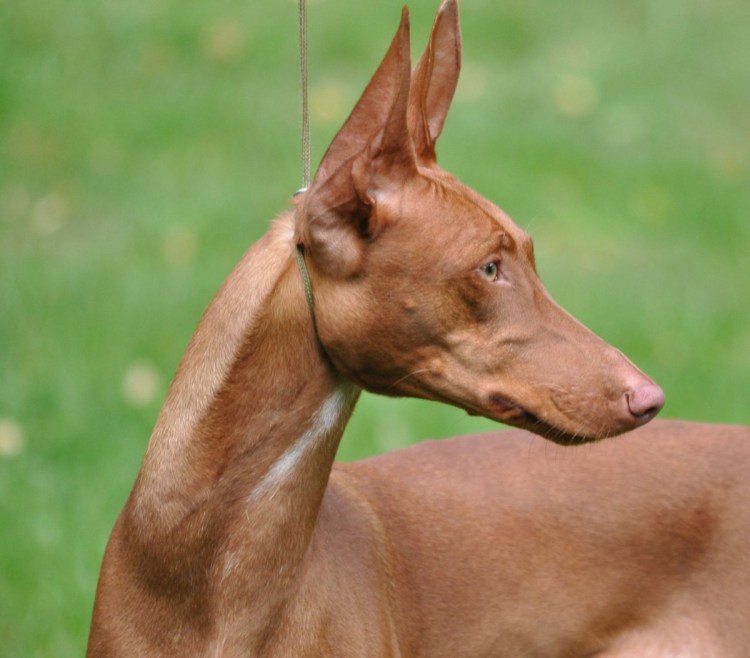 Фараонова собака черного цвета