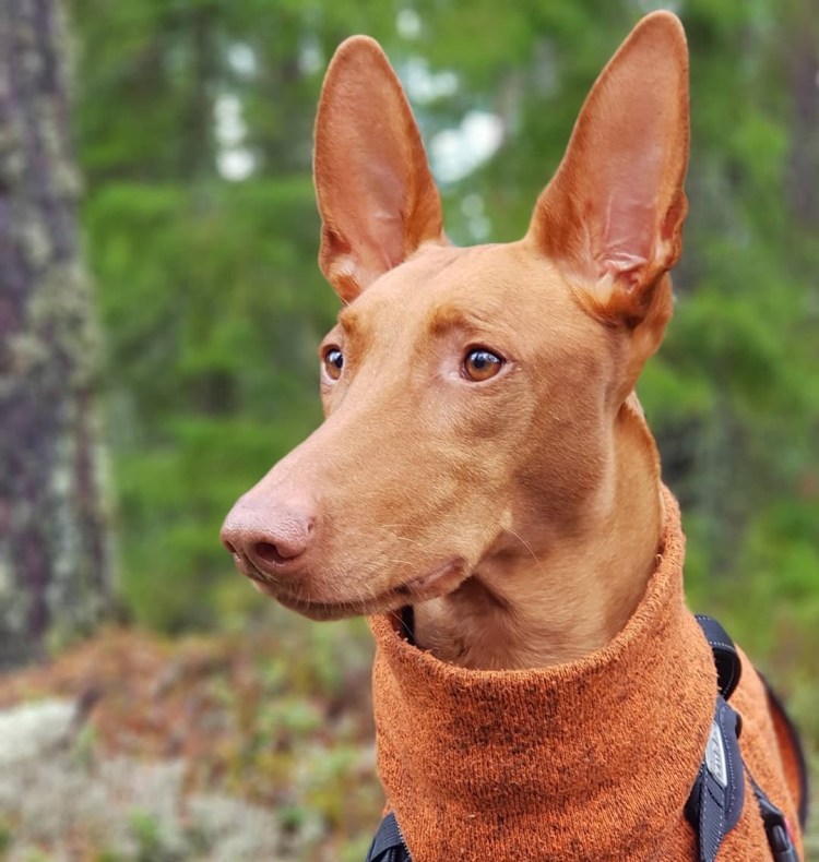 Фараонова собака (Фарао хаунд)