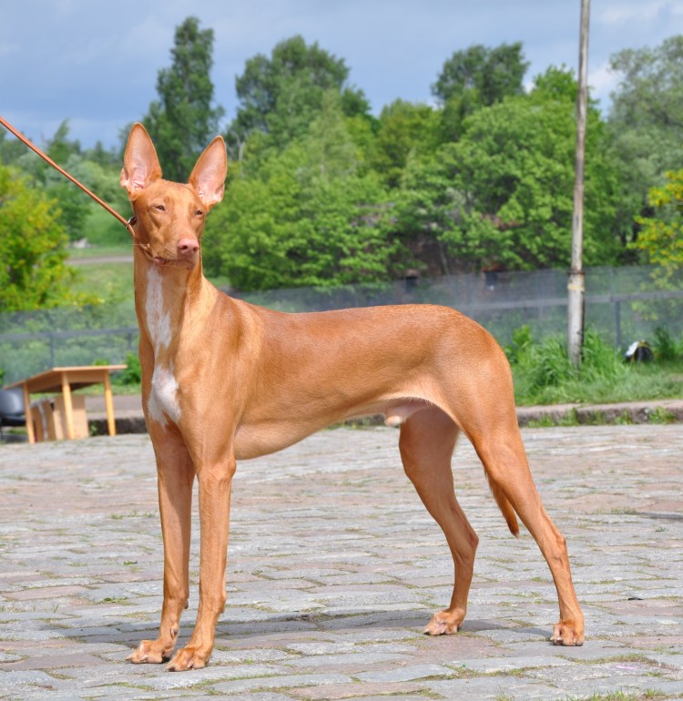 Порода собак Германа ксоло