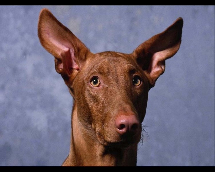 Собака фараон черная