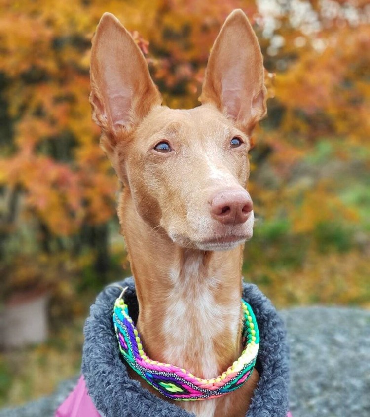 Фараонова собака